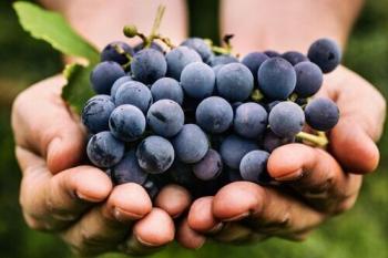 two hands holding a bunch of fresh grapes